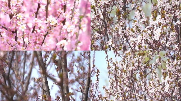 蜜蜂采蜜桃花开了桃花林花丛小鸟枝头嬉戏