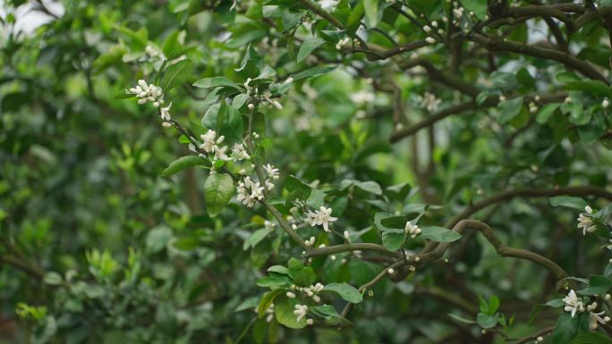 橘子花