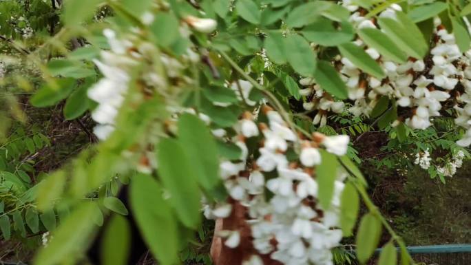 槐花 槐树 洋槐 槐树花 洋槐花 摘槐花