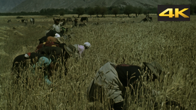 西藏村民 藏民收割小麦丰收喜悦
