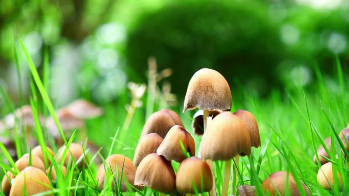草地上的野生蘑菇