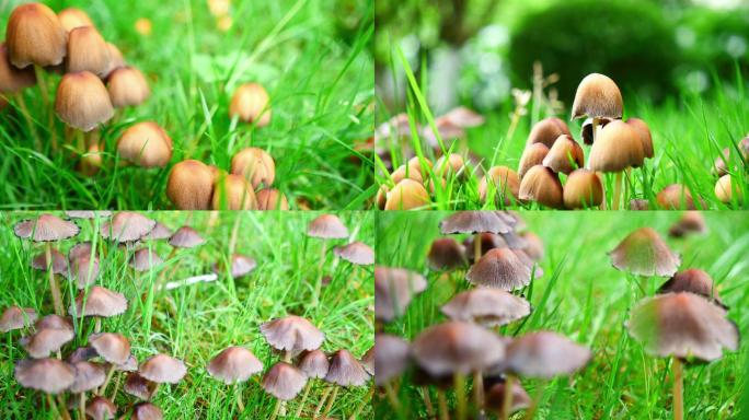 草地上的野生蘑菇