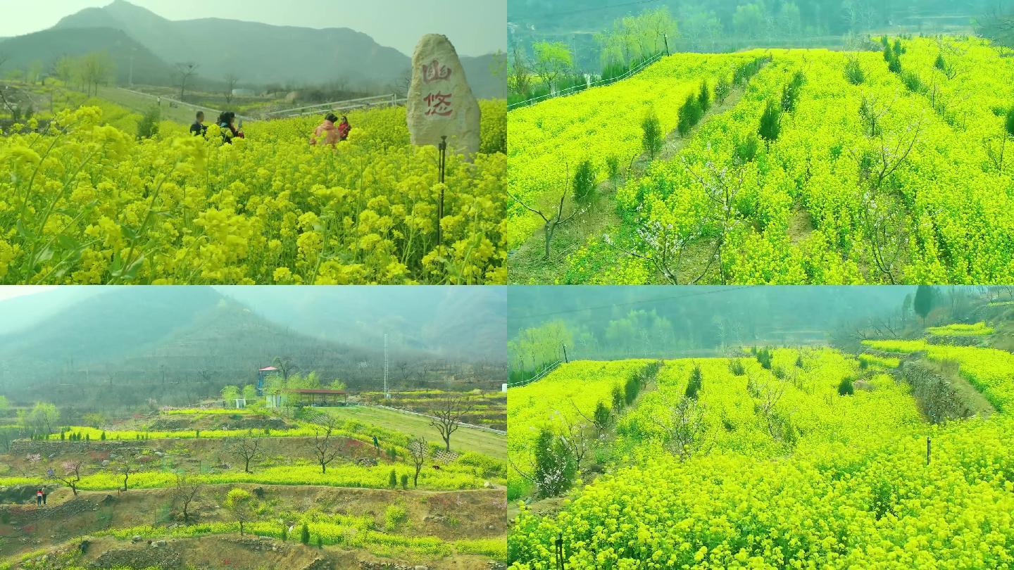 鹿泉 油菜花开 蜜蜂 游客 拍郊游照