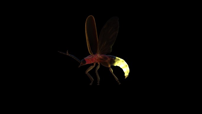 萤火虫昆虫飞行循环透明通道视频