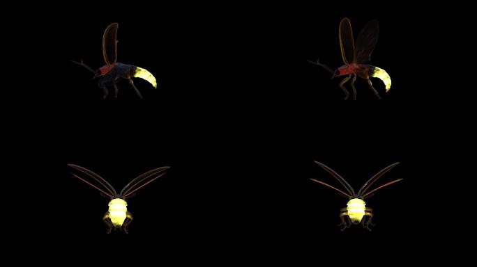 萤火虫昆虫飞行循环透明通道视频