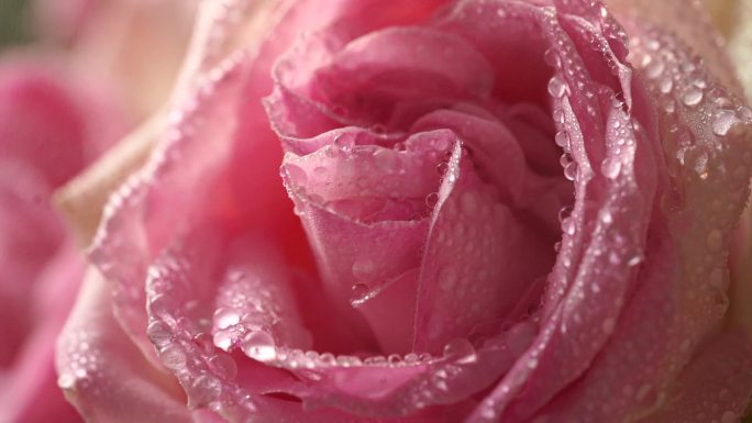 晶莹剔透的水珠 粉色玫瑰 粉红