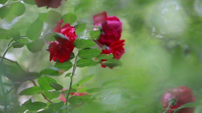 夏日 玫瑰 盛开 烂漫 爱情