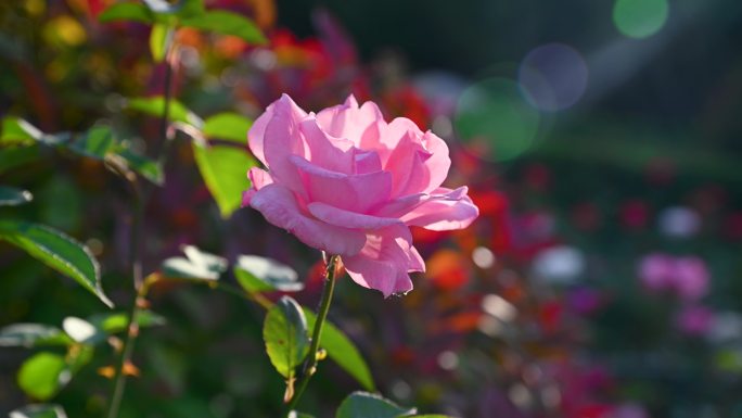 夏日逆光下唯美的玫瑰花