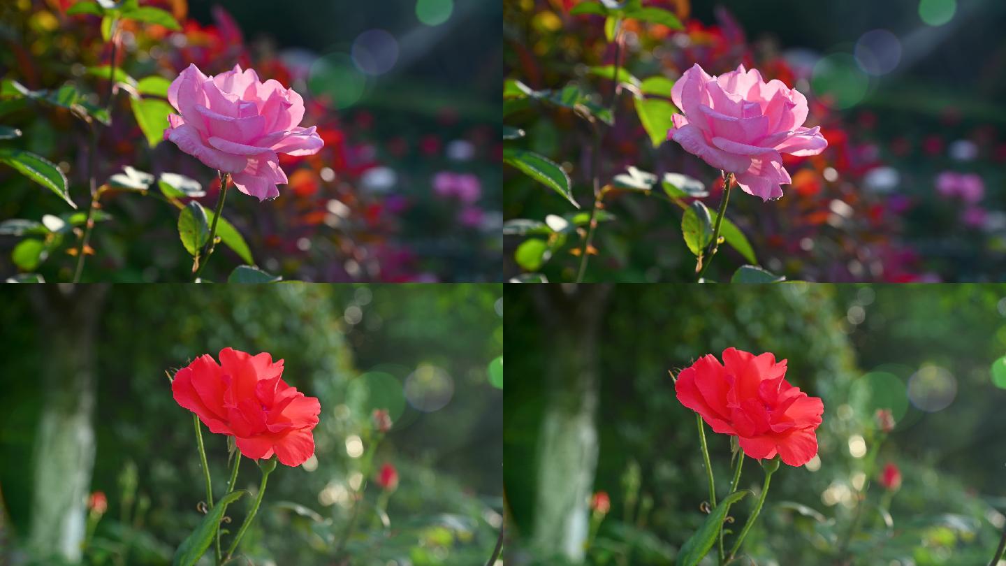 夏日逆光下唯美的玫瑰花