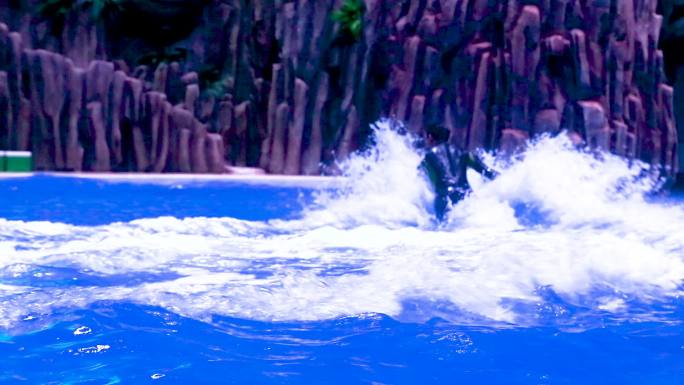 海洋公园 海豚表演 人山人海 精彩绝伦