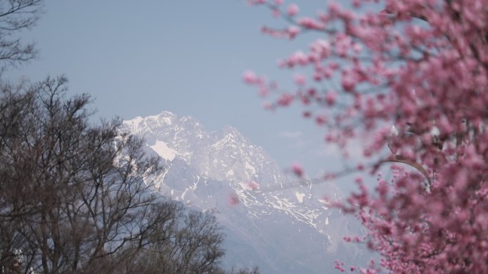 丽江樱花