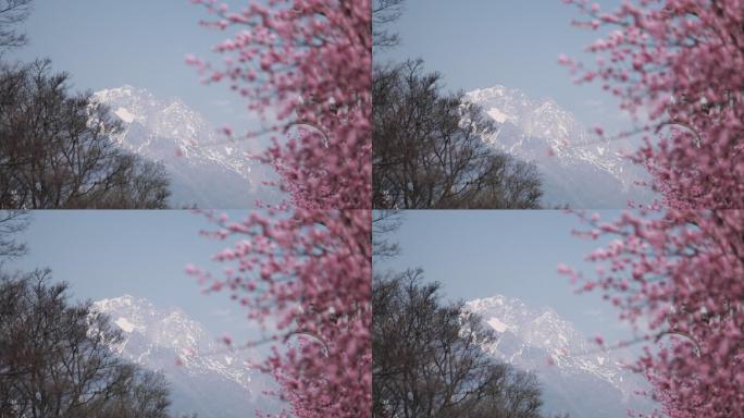 丽江樱花