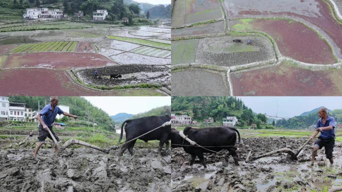 农村牛犁田