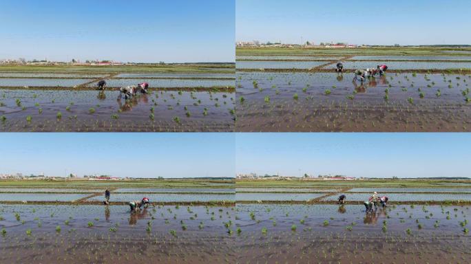 航拍实录五常大米插秧