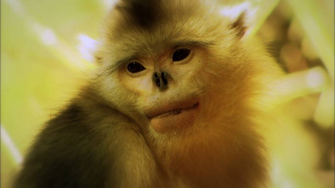 滇金丝猴幼崽吃奶