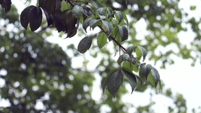 4K正版-雨中滴水的树枝与树叶