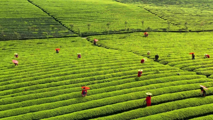 湄潭---茶园与茶壶