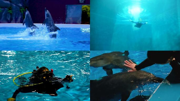 海洋公园 海豚表演 和谐共生 休闲娱乐