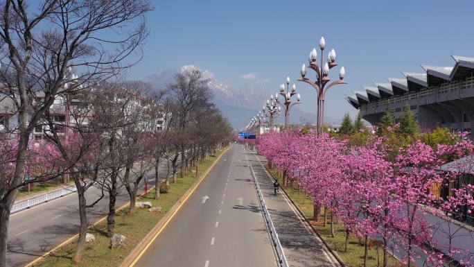 丽江樱花大道航拍