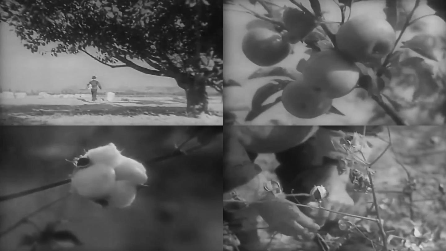 30年代农牧业水果棉花丰收