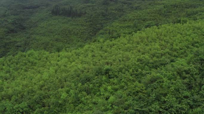 航拍云南昭通大关竹林竹笋种植基地