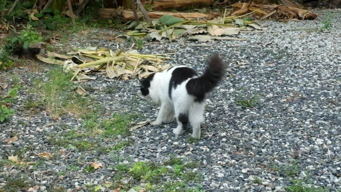 家猫在花园里吃草黑白花小猫猫的习性