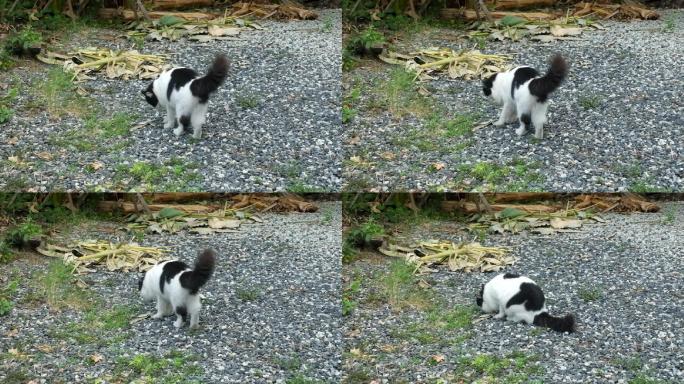 家猫在花园里吃草黑白花小猫猫的习性