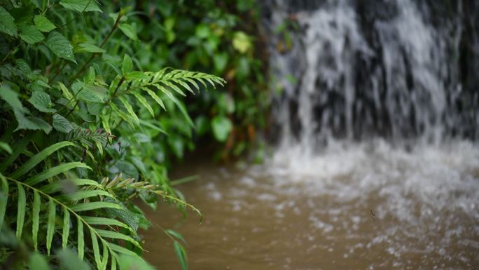 流水 植物 蕨类 雨林 水花