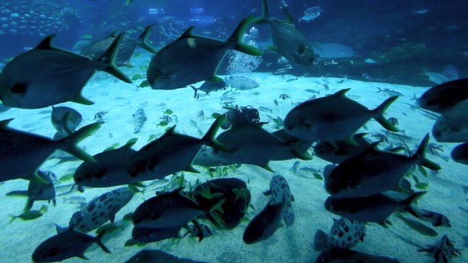 海底世界 海洋王国 海龟 鱼群 和谐共处
