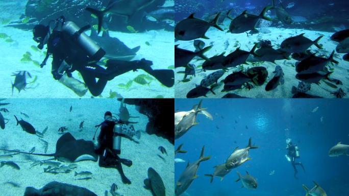 海底世界 海洋王国 海龟 鱼群 和谐共处