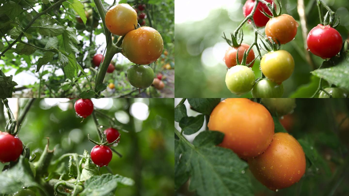 2K西红柿种植实拍特写