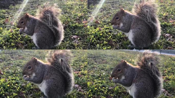 野外的小动物-灰松鼠在吃坚果