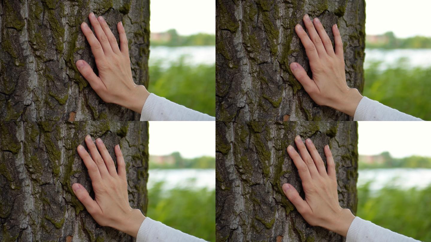松树的树皮特写。手触摸树干