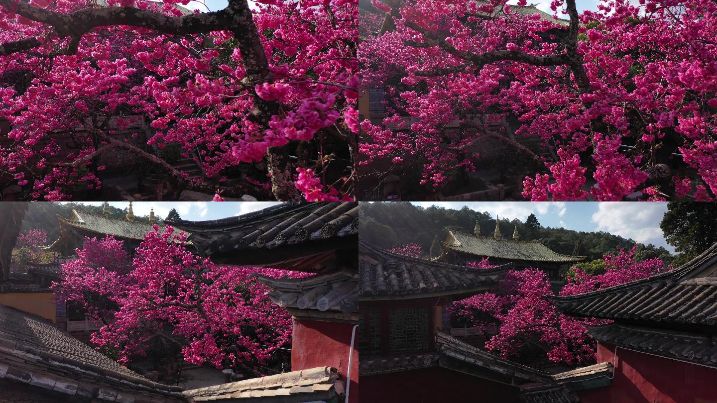 丽江普济寺海棠花航拍