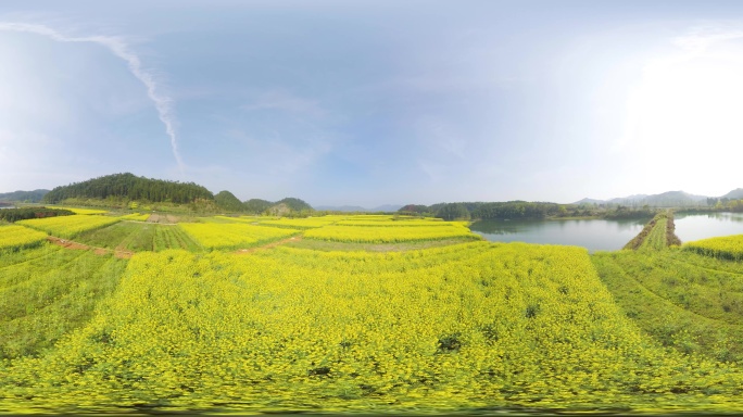 油菜花航拍全景视频