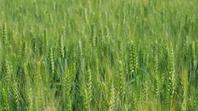 夏季麦田里快要成熟的小麦