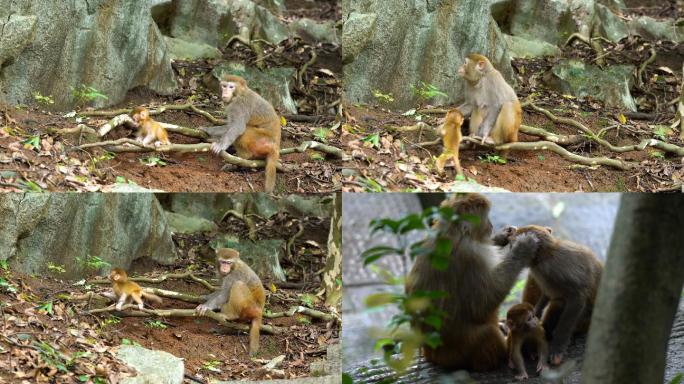 猴子小猴野生动物母爱猿猴