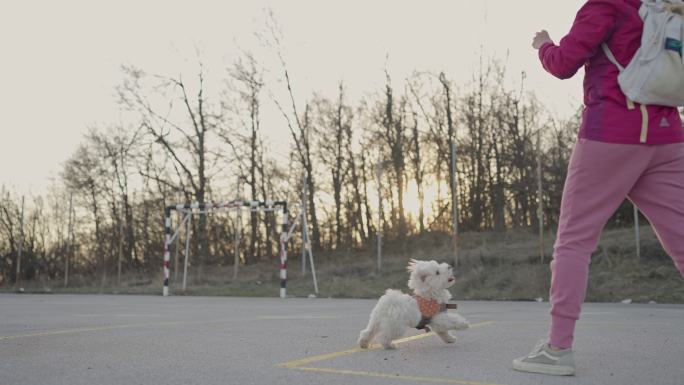 马耳他狗跳跃和玩风筝