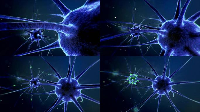 神经元神经细胞传递信息