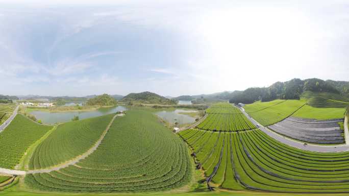 千岛湖茶园航拍视频