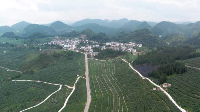 航拍云南文山猕猴桃种植基地