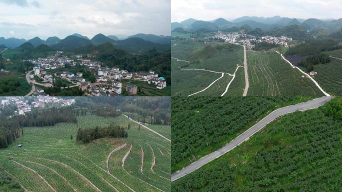 航拍云南文山猕猴桃种植基地