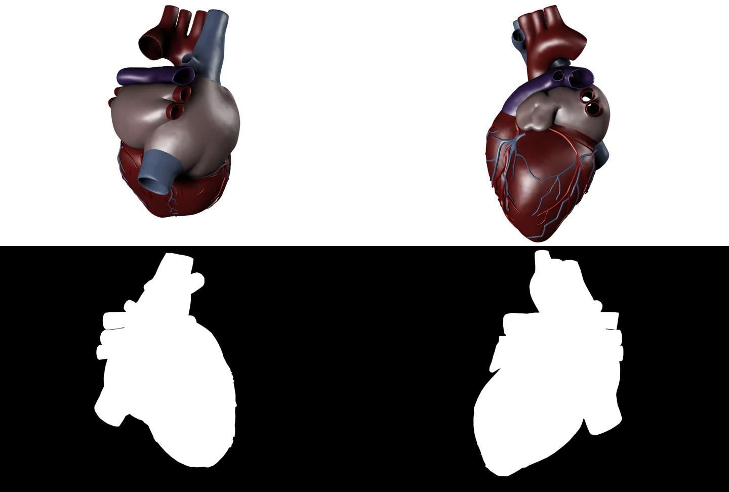 医学研究中的人类心脏