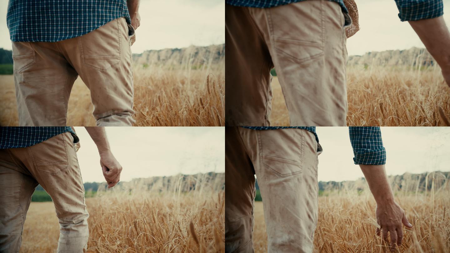 斯洛·莫：一个面目全非的农民在麦田里行走时触摸麦穗