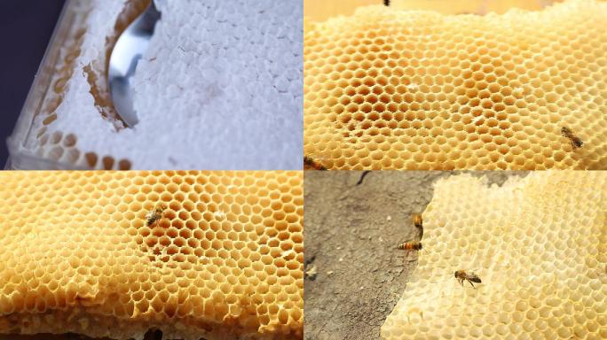 巢蜜 蜂蜜04