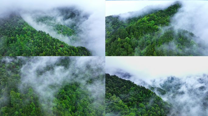 大自然 云雾森林   树林 自然空镜