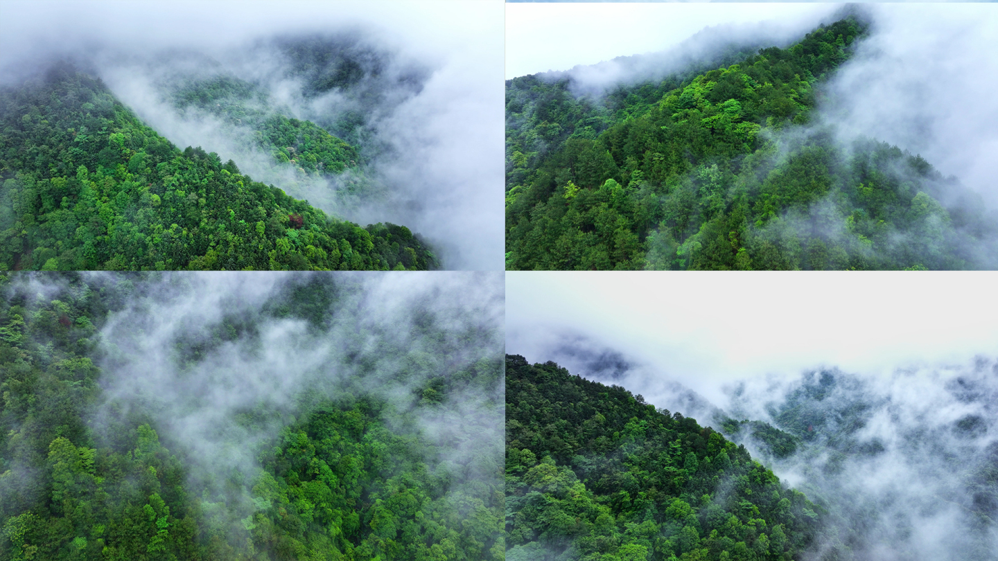 大自然 云雾森林   树林 自然空镜