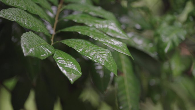 雨中树叶06