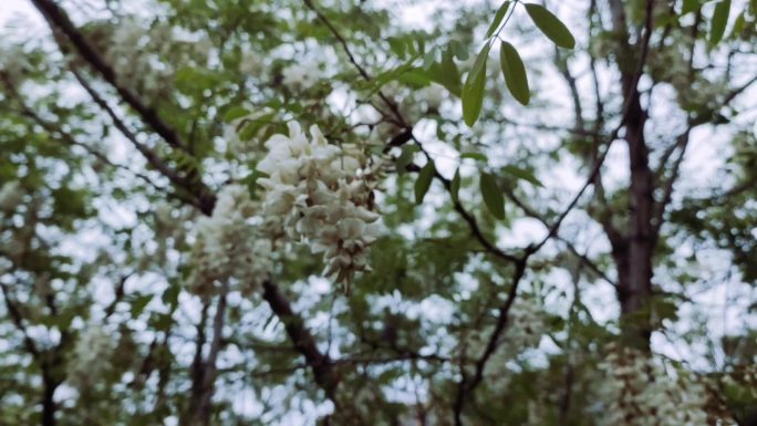 白色槐花 槐树 洋槐 槐树花 洋槐花