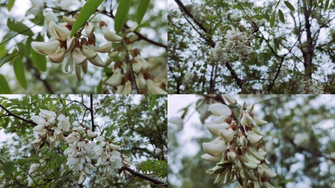 白色槐花 槐树 洋槐 槐树花 洋槐花